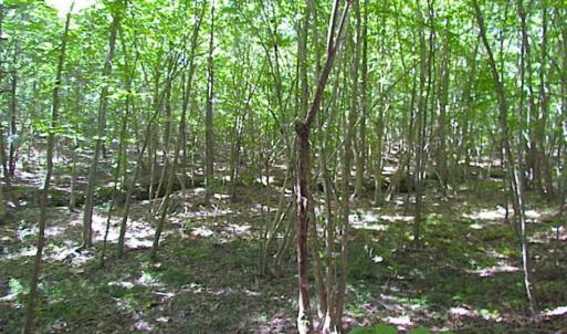 Photo of SOLD!!  8.62 Acres of Hunting and Residential Land For Sale in Lunenburg County VA!