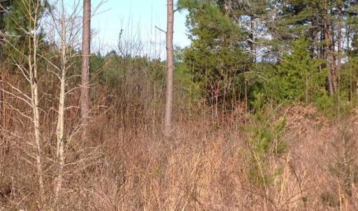 Photo of SOLD!!  54 Acres of Hunting Land for Sale in Halifax County VA!