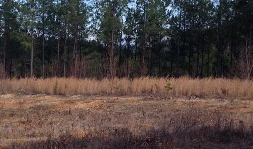 Photo of SOLD!!  54 Acres of Hunting Land for Sale in Halifax County VA!