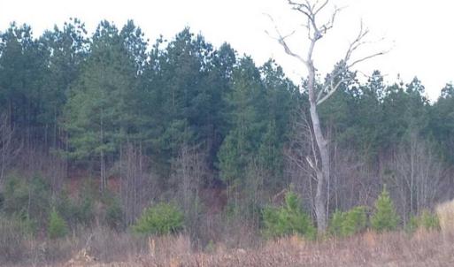 Photo of SOLD!!  54 Acres of Hunting Land for Sale in Halifax County VA!