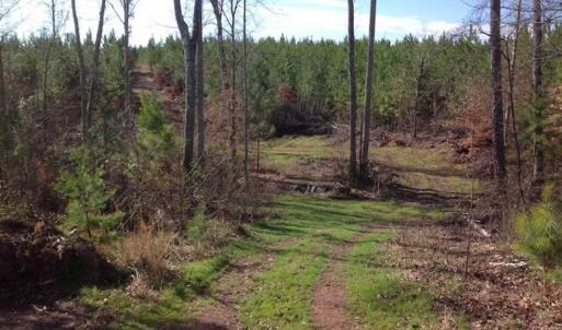 Photo of SOLD!!  54 Acres of Hunting Land for Sale in Halifax County VA!