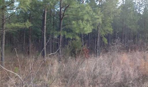 Photo of SOLD!!  54 Acres of Hunting Land for Sale in Halifax County VA!
