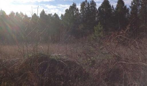 Photo of SOLD!!  54 Acres of Hunting Land for Sale in Halifax County VA!