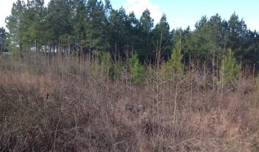 Photo of SOLD!!  54 Acres of Hunting Land for Sale in Halifax County VA!