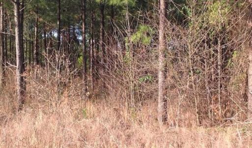 Photo of SOLD!!  54 Acres of Hunting Land for Sale in Halifax County VA!