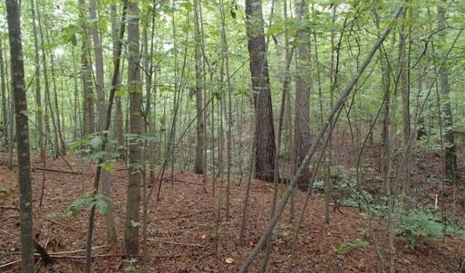 Photo of SOLD!!! 32.97 Acres of Hunting Land For Sale in Nash and Franklin County NC!