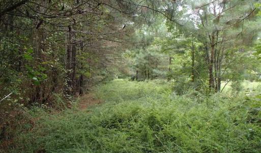 Photo of SOLD!!! 32.97 Acres of Hunting Land For Sale in Nash and Franklin County NC!