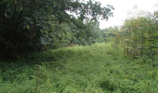 Photo of SOLD!!! 32.97 Acres of Hunting Land For Sale in Nash and Franklin County NC!