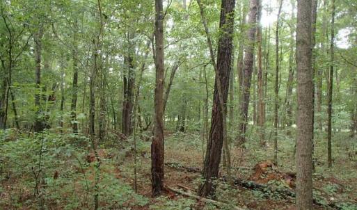Photo of SOLD!!! 32.97 Acres of Hunting Land For Sale in Nash and Franklin County NC!