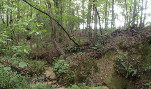 Photo of SOLD!!! 32.97 Acres of Hunting Land For Sale in Nash and Franklin County NC!