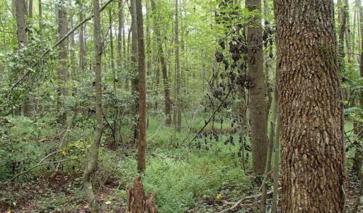 Photo of SOLD!!! 32.97 Acres of Hunting Land For Sale in Nash and Franklin County NC!