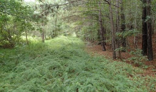 Photo of SOLD!!! 32.97 Acres of Hunting Land For Sale in Nash and Franklin County NC!