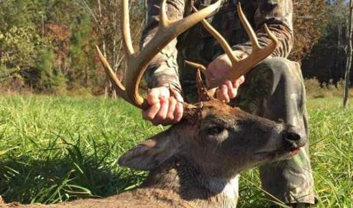 Photo of SOLD!!! 32.97 Acres of Hunting Land For Sale in Nash and Franklin County NC!