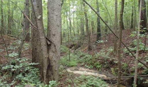 Photo of SOLD!!! 32.97 Acres of Hunting Land For Sale in Nash and Franklin County NC!