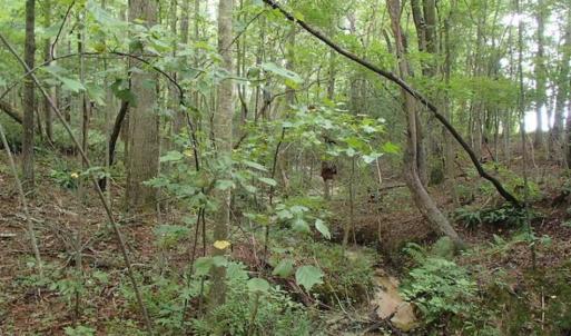Photo of SOLD!!! 32.97 Acres of Hunting Land For Sale in Nash and Franklin County NC!
