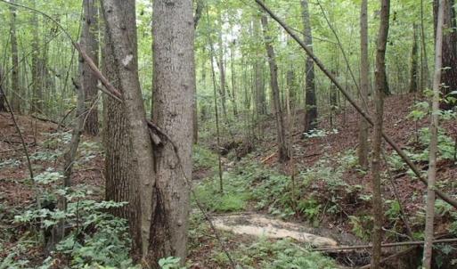 Photo of SOLD!!! 32.97 Acres of Hunting Land For Sale in Nash and Franklin County NC!