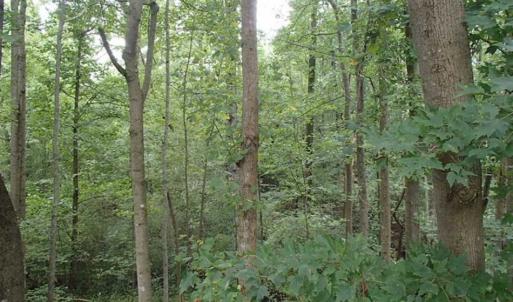 Photo of SOLD!!! 32.97 Acres of Hunting Land For Sale in Nash and Franklin County NC!