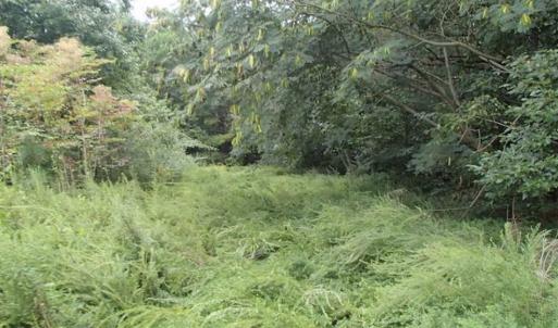 Photo of SOLD!!! 32.97 Acres of Hunting Land For Sale in Nash and Franklin County NC!