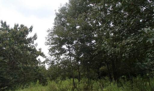 Photo of SOLD!!! 32.97 Acres of Hunting Land For Sale in Nash and Franklin County NC!