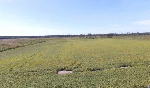 Photo of SOLD!  224 Acres of Timber and Farm Land in Suffolk County VA!