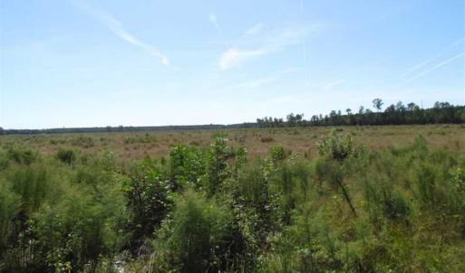 Photo of SOLD!  224 Acres of Timber and Farm Land in Suffolk County VA!