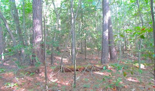 Photo of SOLD!!  17 Acres of Timber and Farm Land in Southampton County VA!