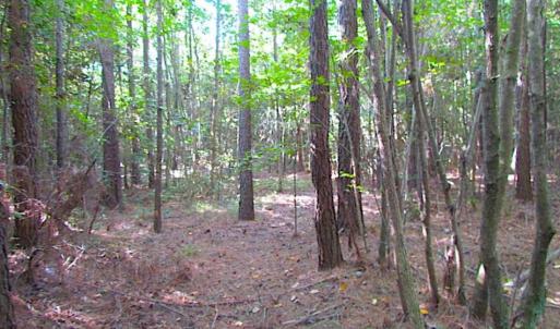 Photo of SOLD!!  17 Acres of Timber and Farm Land in Southampton County VA!