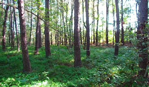 Photo of SOLD!!  17 Acres of Timber and Farm Land in Southampton County VA!