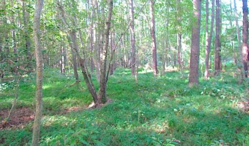 Photo of SOLD!!  17 Acres of Timber and Farm Land in Southampton County VA!