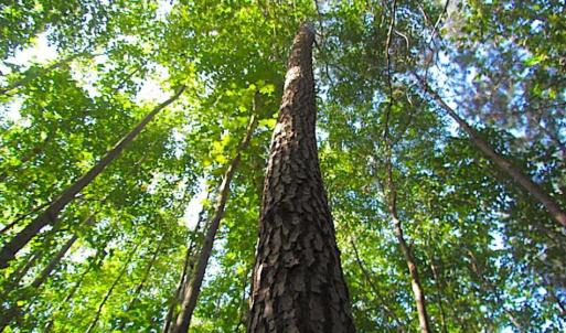 Photo of SOLD!!  17 Acres of Timber and Farm Land in Southampton County VA!