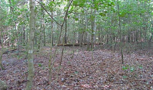 Photo of SOLD!!  17 Acres of Timber and Farm Land in Southampton County VA!