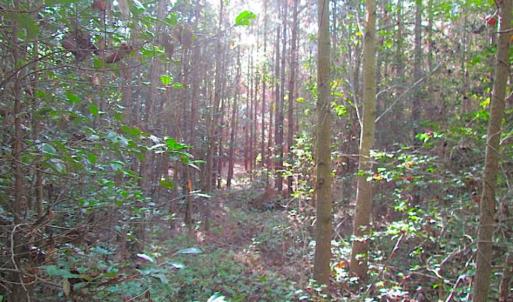 Photo of SOLD!!  17 Acres of Timber and Farm Land in Southampton County VA!