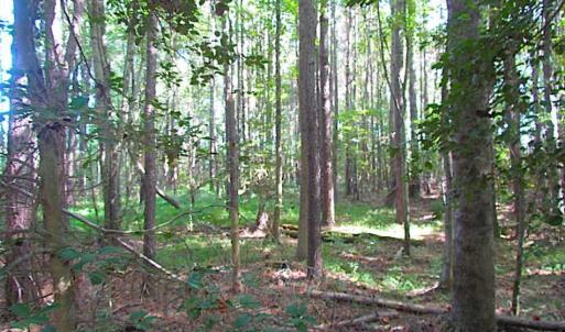 Photo of SOLD!!  17 Acres of Timber and Farm Land in Southampton County VA!