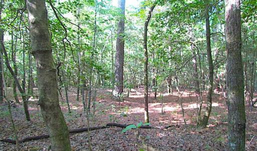 Photo of SOLD!!  17 Acres of Timber and Farm Land in Southampton County VA!