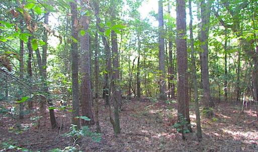 Photo of SOLD!!  17 Acres of Timber and Farm Land in Southampton County VA!