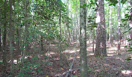 Photo of SOLD!!  17 Acres of Timber and Farm Land in Southampton County VA!