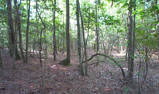 Photo of SOLD!!  17 Acres of Timber and Farm Land in Southampton County VA!