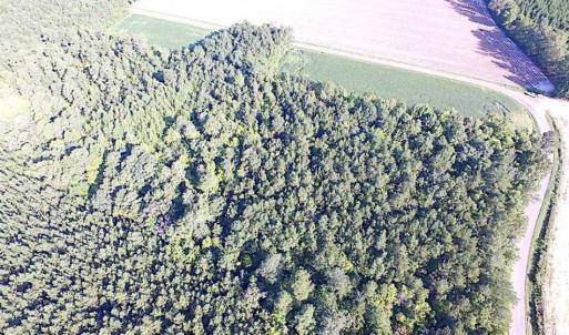 Photo of SOLD!!  17 Acres of Timber and Farm Land in Southampton County VA!