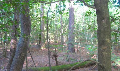Photo of SOLD!!  17 Acres of Timber and Farm Land in Southampton County VA!
