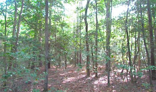 Photo of SOLD!!  17 Acres of Timber and Farm Land in Southampton County VA!