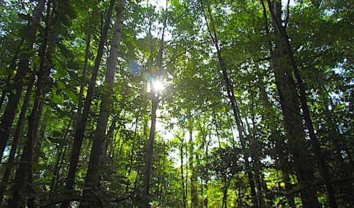 Photo of SOLD!!  17 Acres of Timber and Farm Land in Southampton County VA!