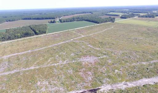 Photo of SOLD!  85 Acres of Timbered Land Where Wildlife Abounds in Suffolk Virginia!