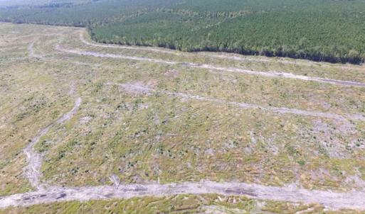 Photo of SOLD!  85 Acres of Timbered Land Where Wildlife Abounds in Suffolk Virginia!