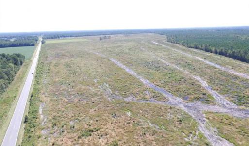 Photo of SOLD!  85 Acres of Timbered Land Where Wildlife Abounds in Suffolk Virginia!