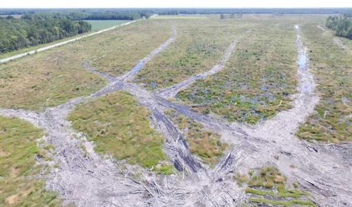 Photo of SOLD!  85 Acres of Timbered Land Where Wildlife Abounds in Suffolk Virginia!