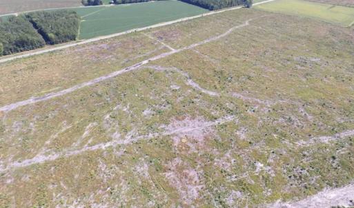 Photo of SOLD!  85 Acres of Timbered Land Where Wildlife Abounds in Suffolk Virginia!