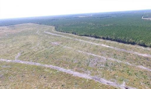 Photo of SOLD!  85 Acres of Timbered Land Where Wildlife Abounds in Suffolk Virginia!