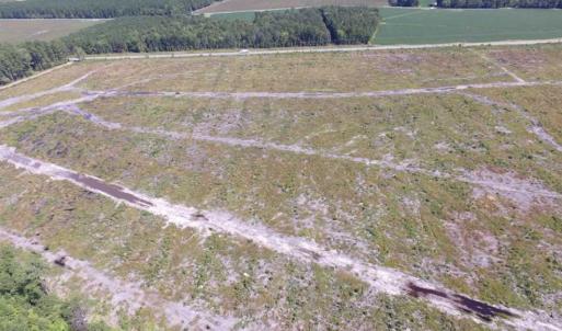 Photo of SOLD!  85 Acres of Timbered Land Where Wildlife Abounds in Suffolk Virginia!