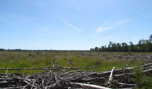 Photo of SOLD!  85 Acres of Timbered Land Where Wildlife Abounds in Suffolk Virginia!