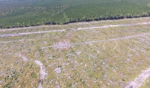 Photo of SOLD!  85 Acres of Timbered Land Where Wildlife Abounds in Suffolk Virginia!